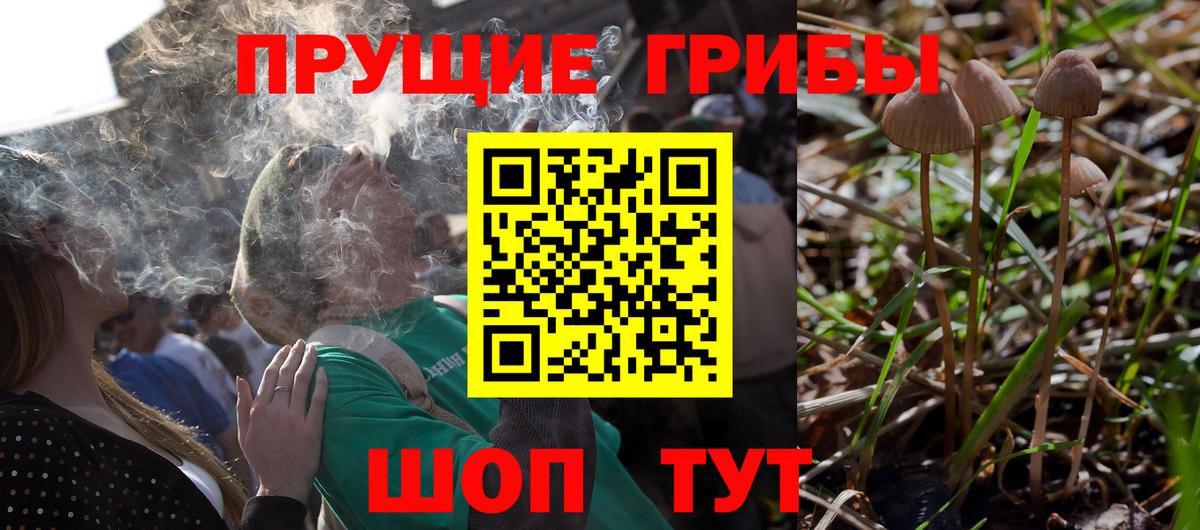 Баксан  Псилоцибиновые грибы прущие грибы  Вход с VPN 